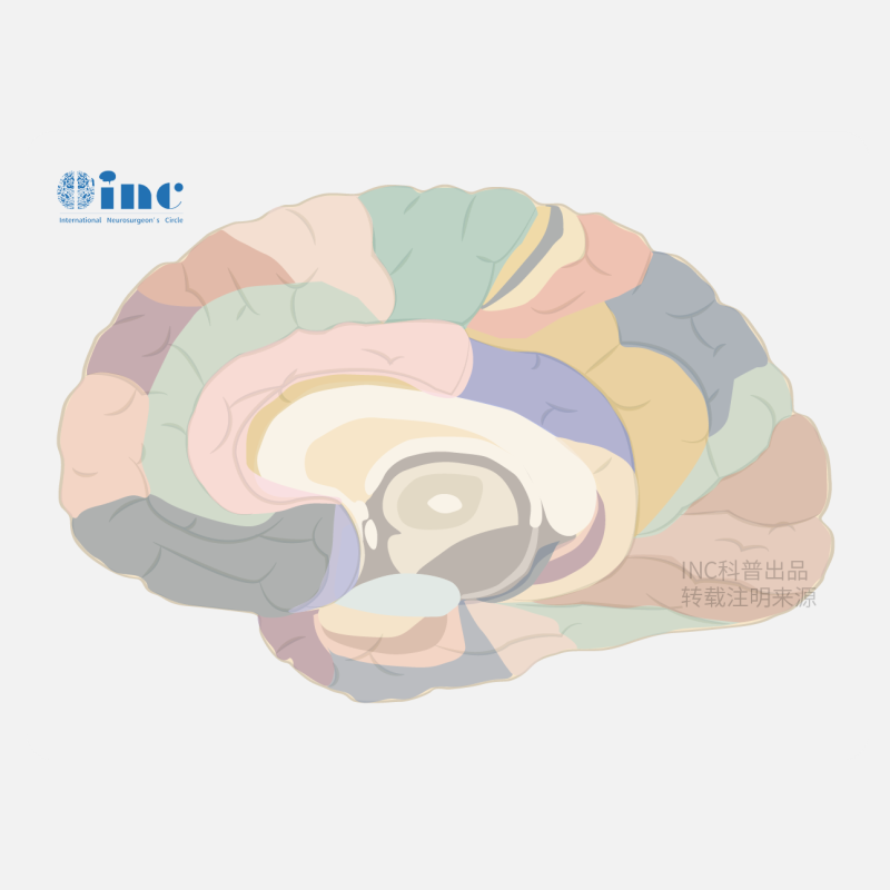 3例成人腦干膠質(zhì)瘤全切手術(shù)剖析，術(shù)后超過5年以上均未復(fù)發(fā)