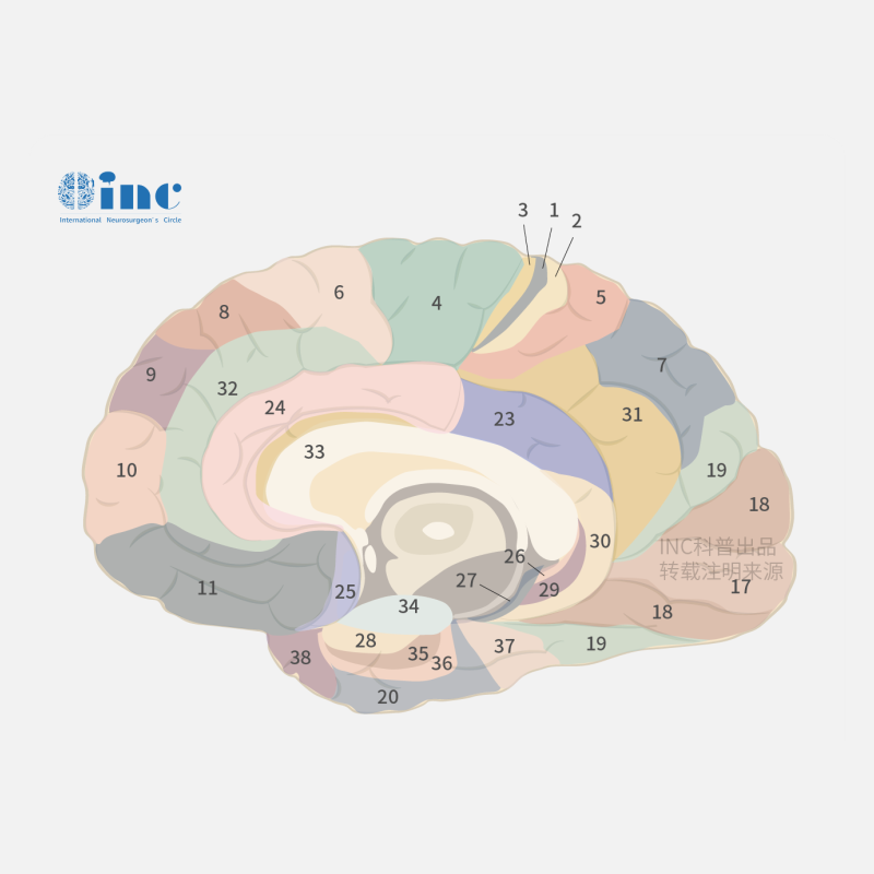 彌漫型內(nèi)生型橋腦膠質(zhì)瘤發(fā)病特點(diǎn)、影像解析及治療較新進(jìn)展