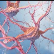 控制CDK7是在體外和體內(nèi)針對多形性膠質(zhì)母細(xì)胞瘤的新型治療策略