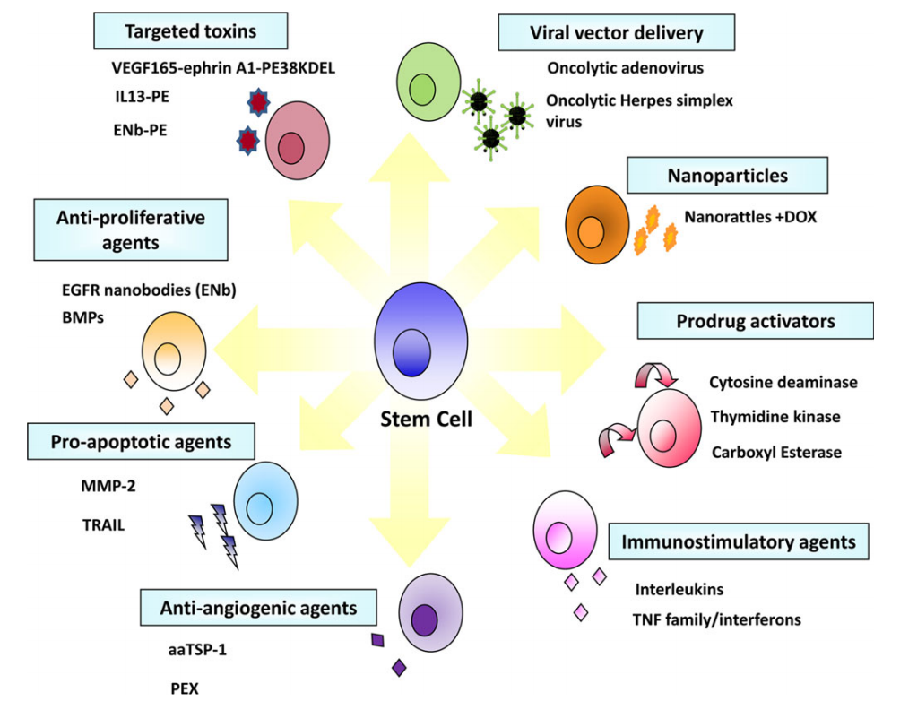 干細(xì)胞靶向治療膠質(zhì)母細(xì)胞瘤能否為膠質(zhì)瘤患者帶來希望？