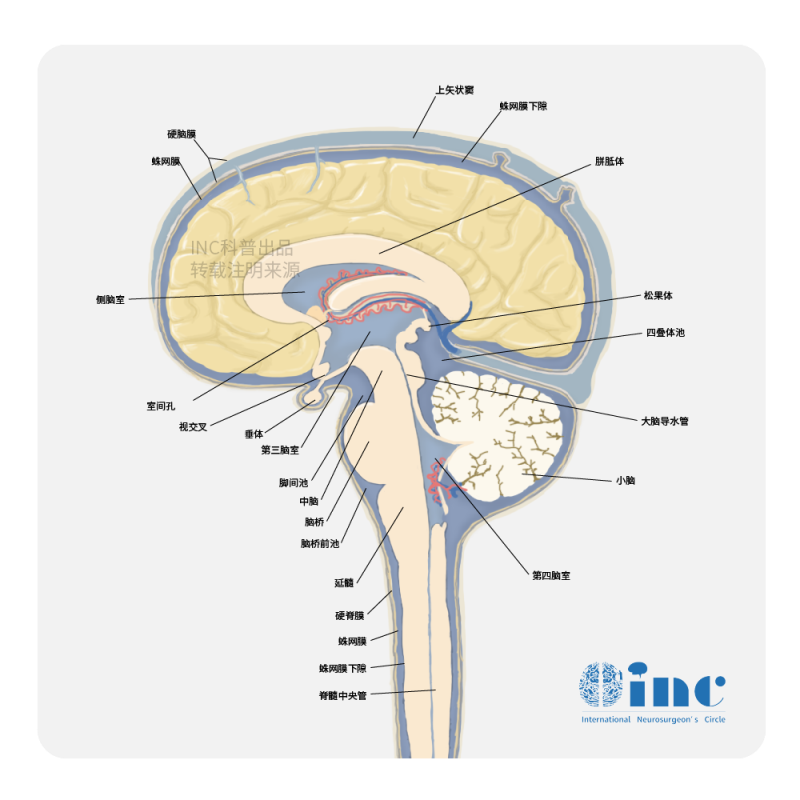 膠質(zhì)瘤靶向治療重要進(jìn)展