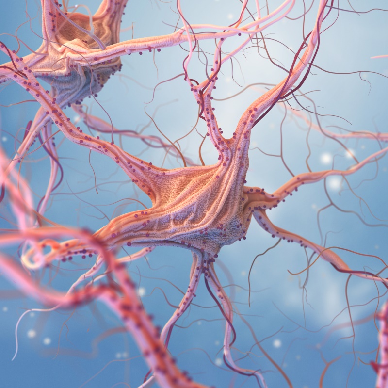 新的細(xì)胞重編程為減緩膠質(zhì)母細(xì)胞瘤提供了一種有前途的治療策略