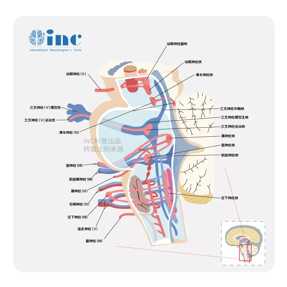 19歲鋼琴女孩中腦腦干海綿狀血管瘤獲得全切，個人演奏會上重奏命運之曲