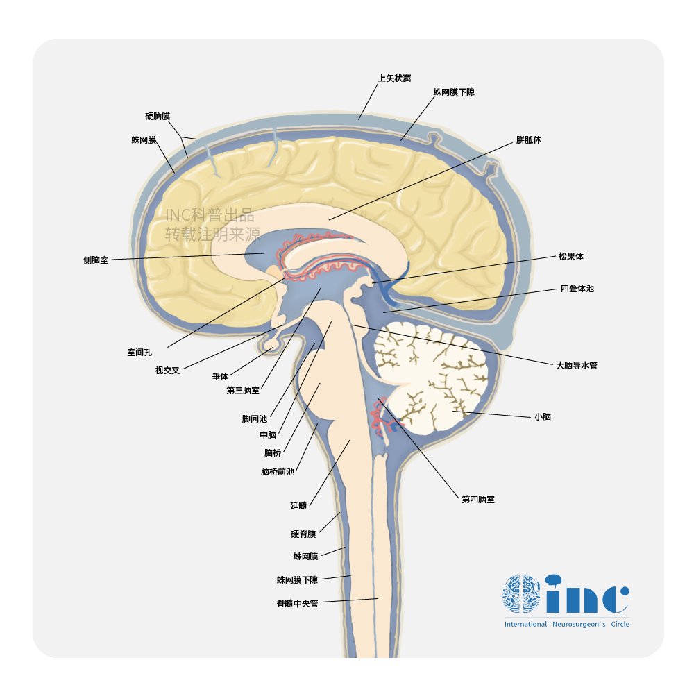 罕見“虎紋征”小腦發(fā)育不良性神經(jīng)節(jié)細(xì)胞瘤的診治分析