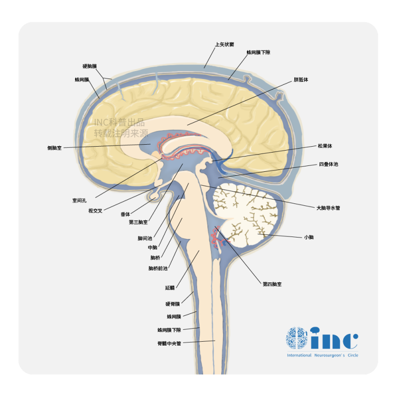 頂葉膠質(zhì)瘤能完全切除嗎？功能導(dǎo)航在額頂葉膠質(zhì)瘤手術(shù)中的應(yīng)用