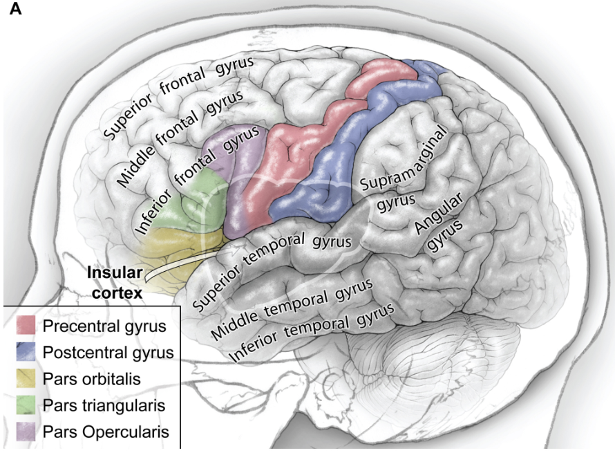 島葉由額葉、頂葉及顳葉覆蓋。三角區(qū)（綠色），島蓋部（紫色），中央前回（紅色）位于島葉前部。圖自：Shawn L. Hervey-Jumper MD and Mitchel S. Berger MD. Insular glioma surgery: an evolution of thought and practice.J Neurosurg 130:9–16, 2019