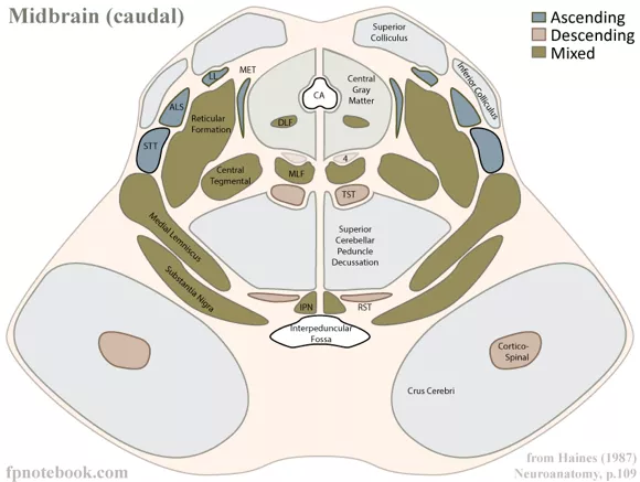腦干中腦部位的解剖結(jié)構(gòu)