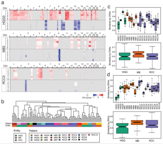 圖2 所有腫瘤實體中體細胞異常的可變腫瘤內(nèi)異質(zhì)性。