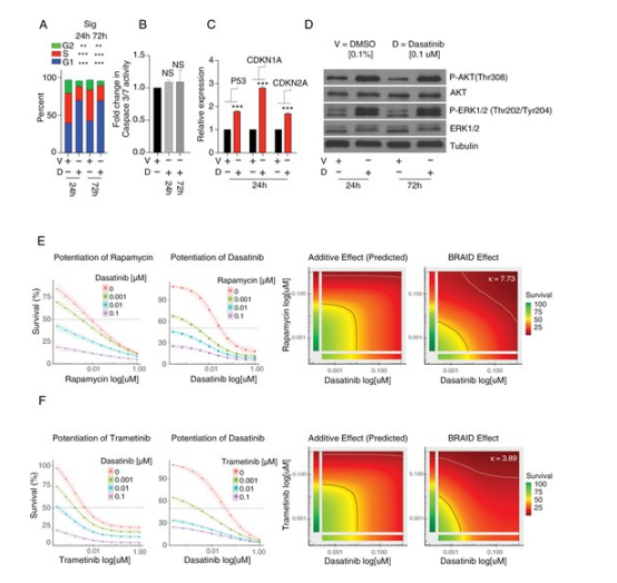 圖 2. 達沙替尼誘導細胞周期阻滯，并與 MTOR 及 MAPK 信號通路抑制劑產(chǎn)生協(xié)同作用。