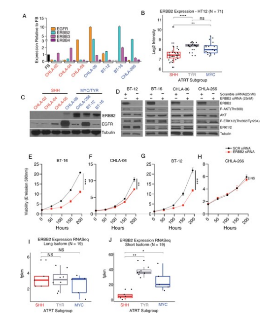 圖 3 ERBB2 在 MYC/TYR 型 ATRT 中表達上調(diào)，僅在該亞型細胞系表達，且為細胞存活所必需。