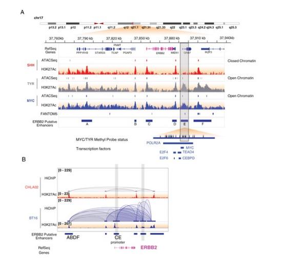 圖 4 ERBB2 短轉(zhuǎn)錄本相關(guān)增強子元件在 MYC/TYR ATRT 中呈現(xiàn)差異性甲基化與染色質(zhì)構(gòu)象
