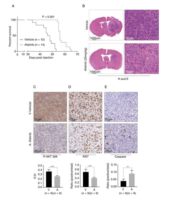 圖 6 ERBB2/EGFR 抑制劑阿法替尼在 ATRT 原位小鼠模型中延長存活。