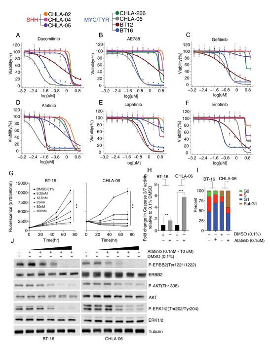 圖 5 MYC/TYR 細胞系對 EGFR/ERBB2 抑制劑具有顯著敏感性