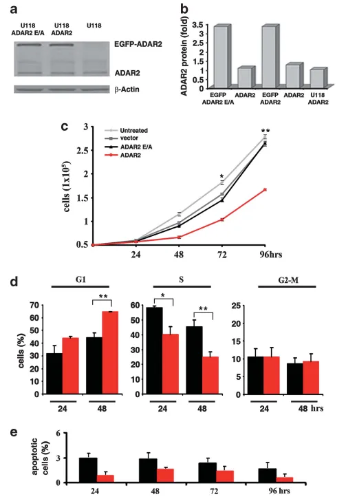 【INC國際大咖研究成果】ADAR2編輯活性通過調(diào)控CDC14B/Skp2/p21/p27軸抑制膠質(zhì)母細胞瘤生長